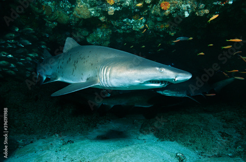 Underwater sealife images