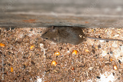 Canvas Print Caught a field mouse in a metal box is trying to get out and run.