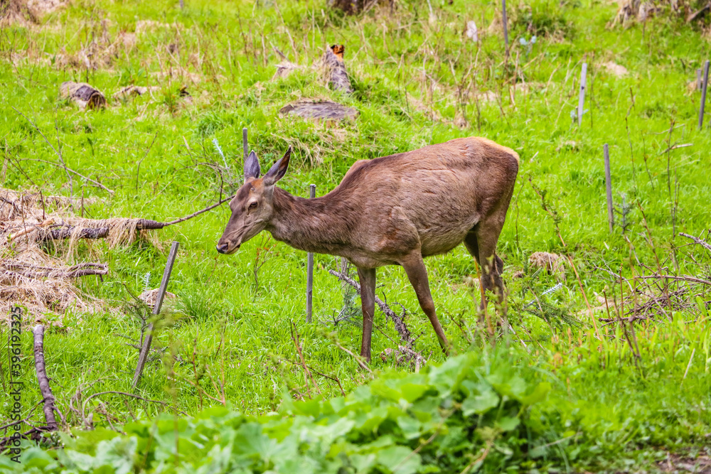 Roe-deer or deer in the wild in a clearing. Roe-deer or deer in the wild in a clearing.