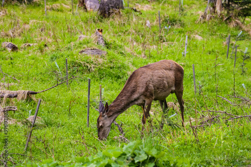 A young roe deer eating fresh green grass. © Dzmitry