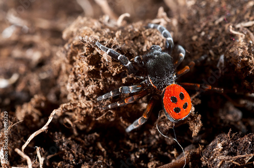 Ladybird spider (Eresus sp.) male, Italy.