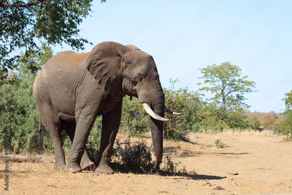 Afrikanischer Elefant / African elephant / Loxodonta africana Afrikanischer Elefant / African elephant / Loxodonta africana