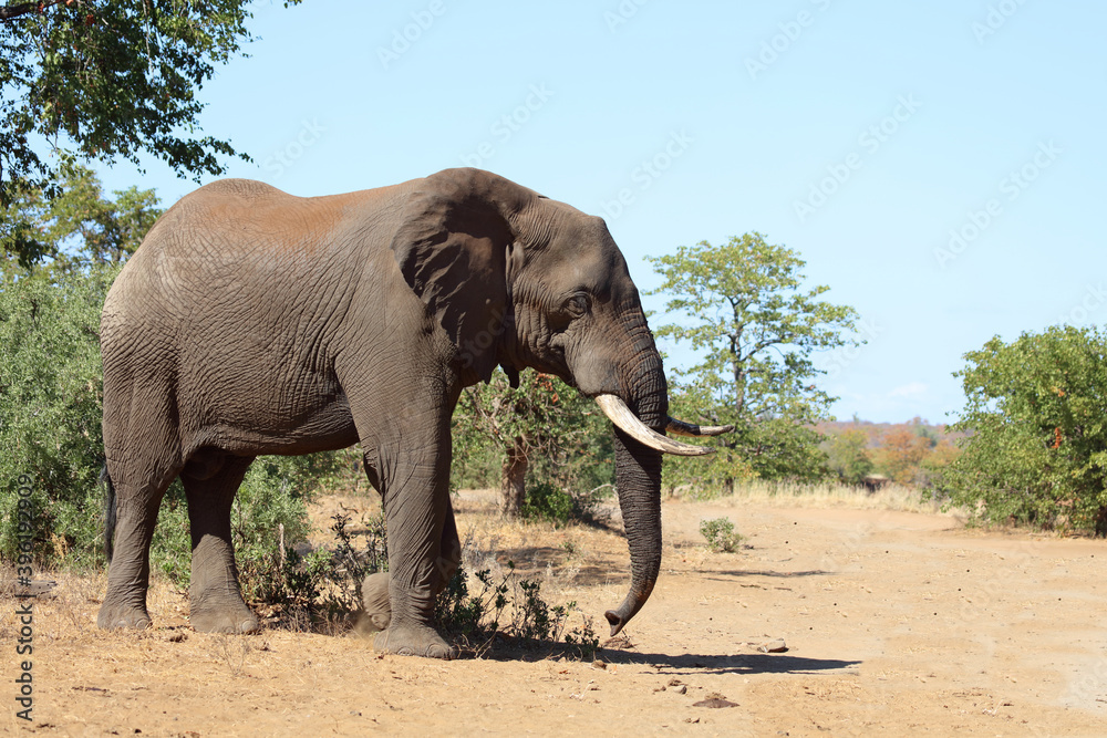 Afrikanischer Elefant / African elephant / Loxodonta africana Afrikanischer Elefant / African elephant / Loxodonta africana