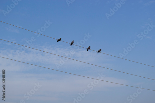 Birds sit on wires against the blue sky.