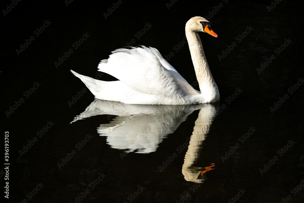 Fototapeta premium Swan portrait on dark background