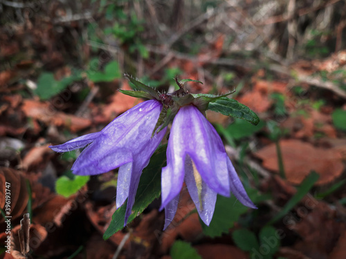 bel fiore fiorito nel suo fogliame photo