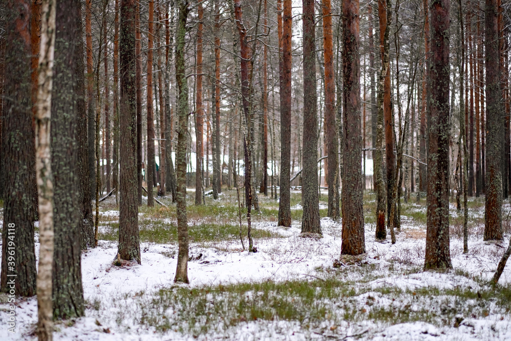Naklejka premium pine forest at the winter beginning