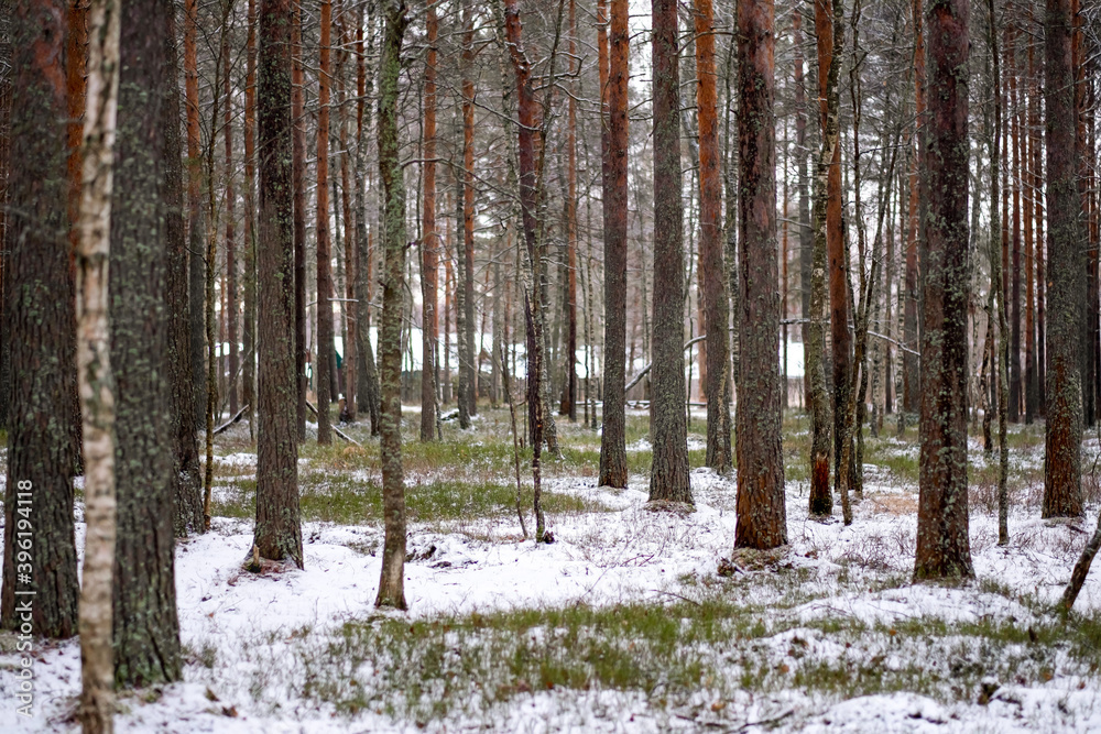 pine forest at the winter beginning