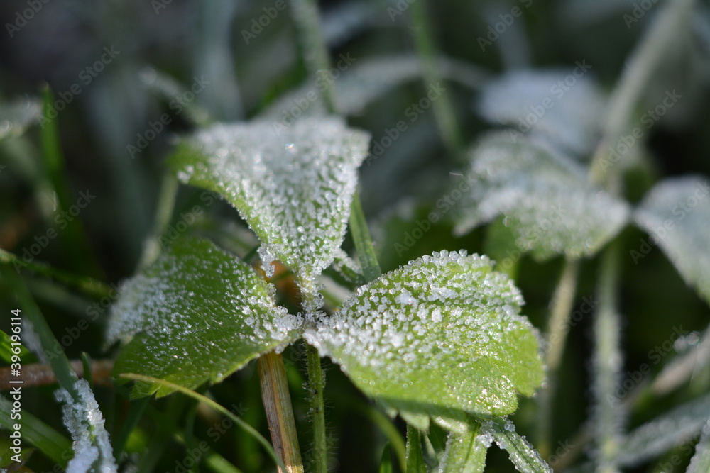 The grass covered with frost at the beginning of winter The grass covered with frost at the beginning of winter