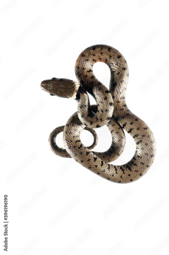Obraz premium Barred grass snake (Natrix helvetica) juvenile on white background, Italy.