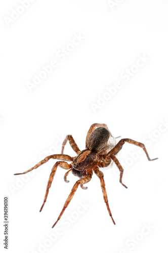 Wolf spider (Trochosa sp.) on white background, Italy.