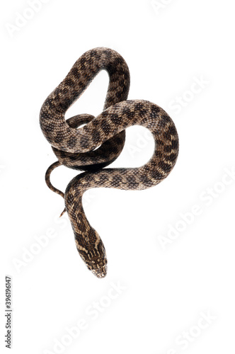 Viperine water snake (Natrix maura) juvenile on white background, Italy.