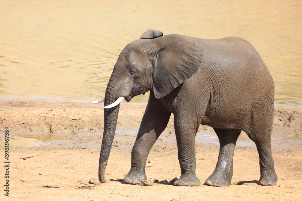 Obraz premium Afrikanischer Elefant / African elephant / Loxodonta africana