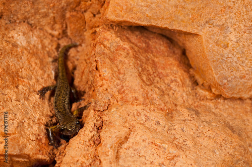 North-west Italian cave salamander (Hydromantes strinatii) in a cave in Liguria, Italy.