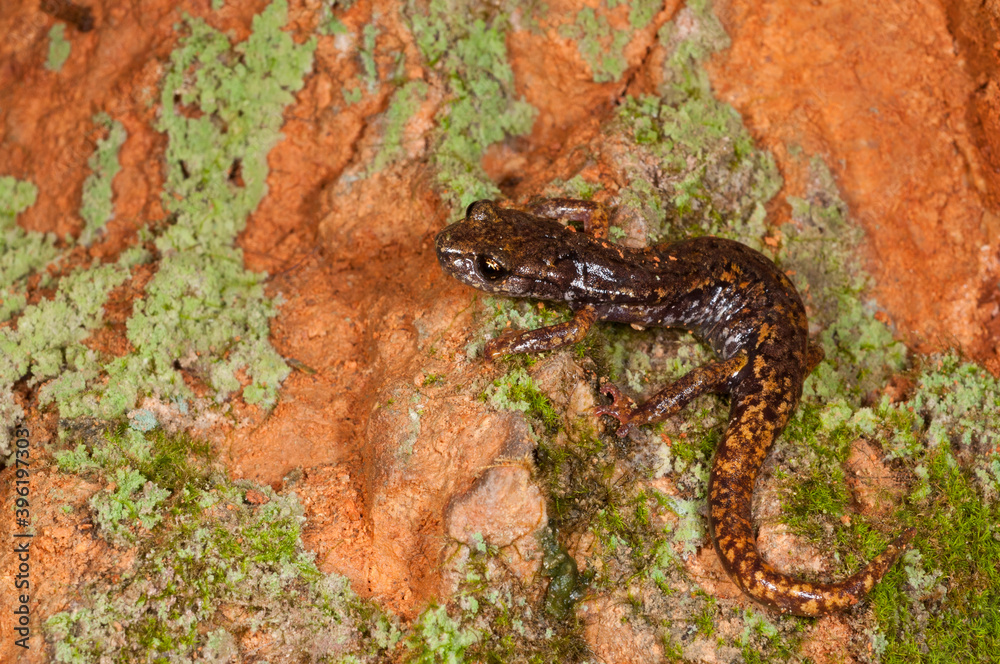Fototapeta premium North-west Italian cave salamander (Hydromantes strinatii) in a cave in Liguria, Italy.