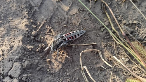 Pine Hawk-moth crawling on soil. Convolvulus Hawk-moth. Agrius convolvuli. Pink-spotted Hawk Moth creeping on soil. Insect creeping on ground photo