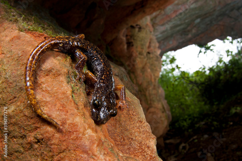 Cave salamander (Hydromantes strinatii) in a cave, Italy. photo