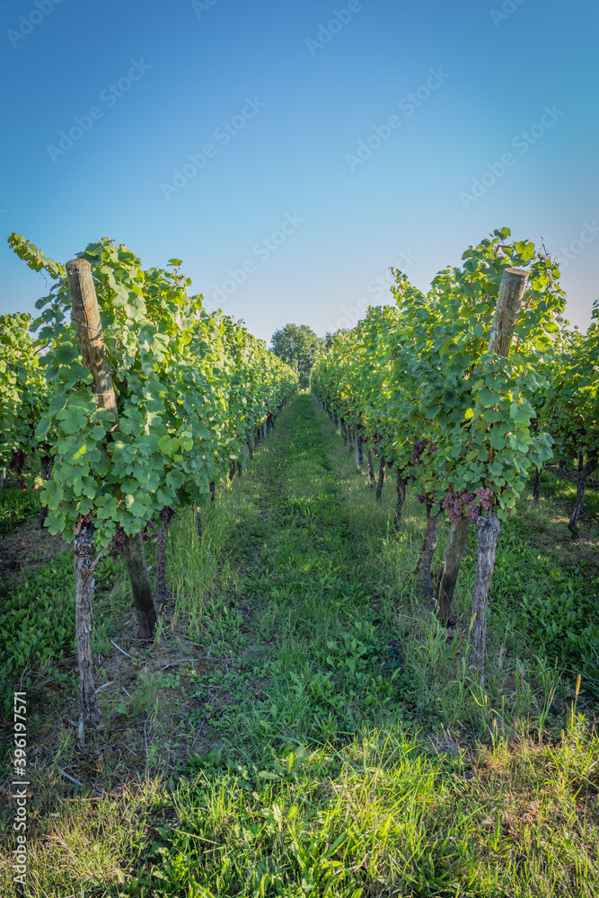 Heiligenstein, France - 09 20 2019: Bunches of grapes along the wine route at sunset