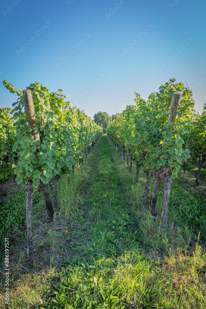 Obraz premium Heiligenstein, France - 09 20 2019: Bunches of grapes along the wine route at sunset
