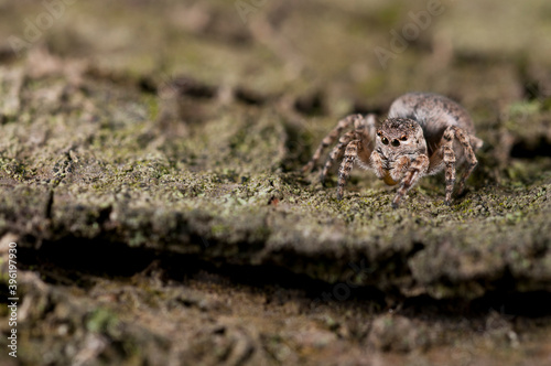 Jumping spider  Aelurillus v-insignitus  female.
