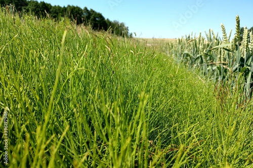 Green fields with blue sky on a clear sunny day, nature background.