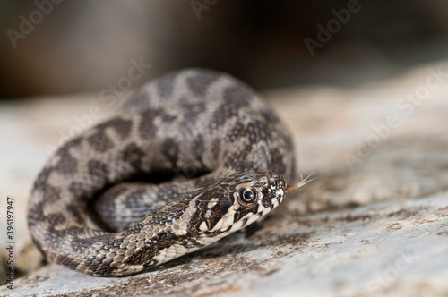 Viperine water snake (Natrix maura) juvenile, Apennines, Italy.