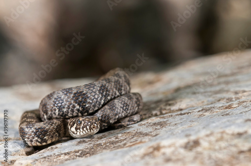 Viperine water snake (Natrix maura) juvenile, Apennines, Italy.