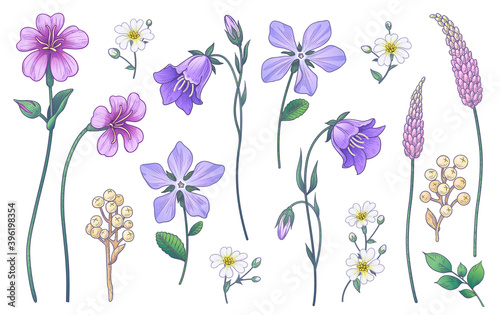 Hand Drawn Colorful Wild Flowers Set
