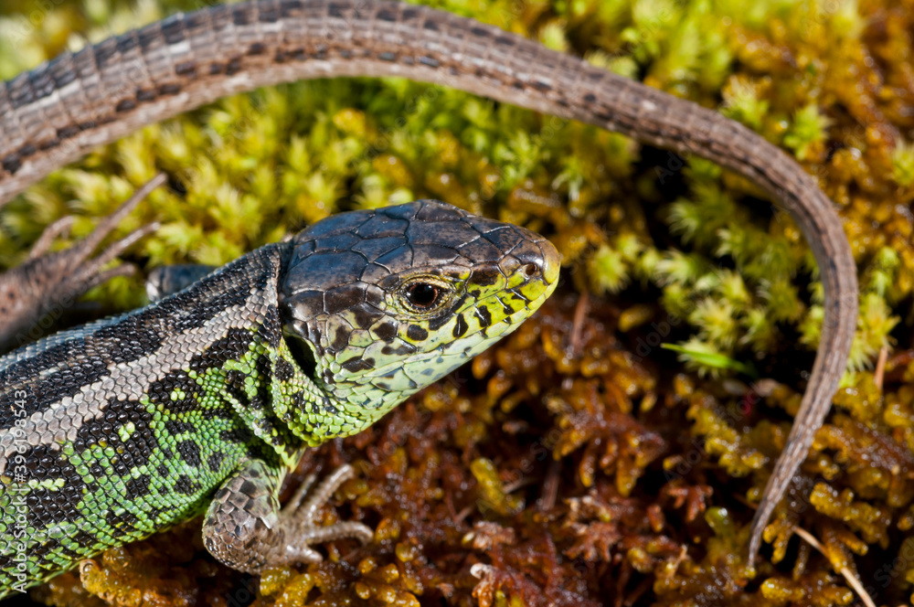 Naklejka premium Sand lizard (Lacerta agilis) male, Italian alps.