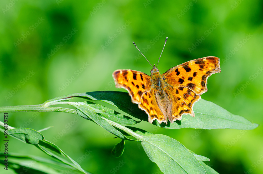 Obraz premium Polygonia c-album