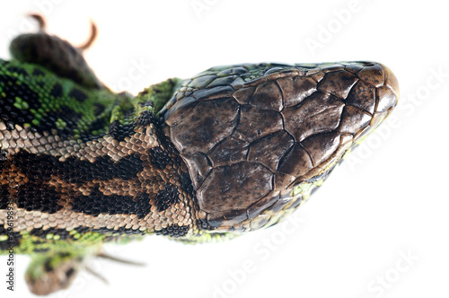 Sand lizard (Lacerta agilis) male on white background, italian alps, Italy. photo