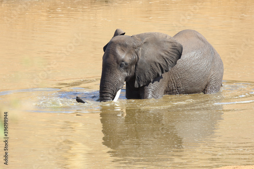 Afrikanischer Elefant im Mphongolo River  African elephant in Mphongolo River   Loxodonta africana