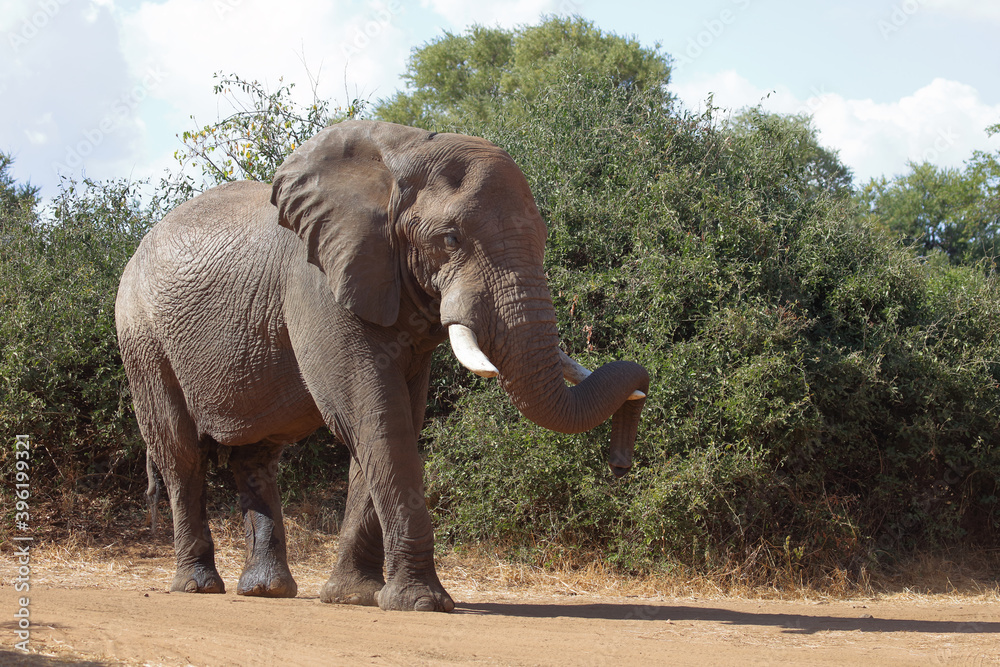 Fototapeta premium Afrikanischer Elefant / African elephant / Loxodonta africana