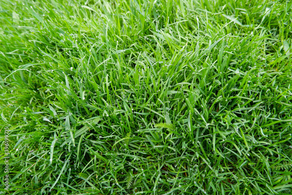 Close up of fresh thick grass with water drops in the early morn Close up of fresh thick grass with water drops in the early morn