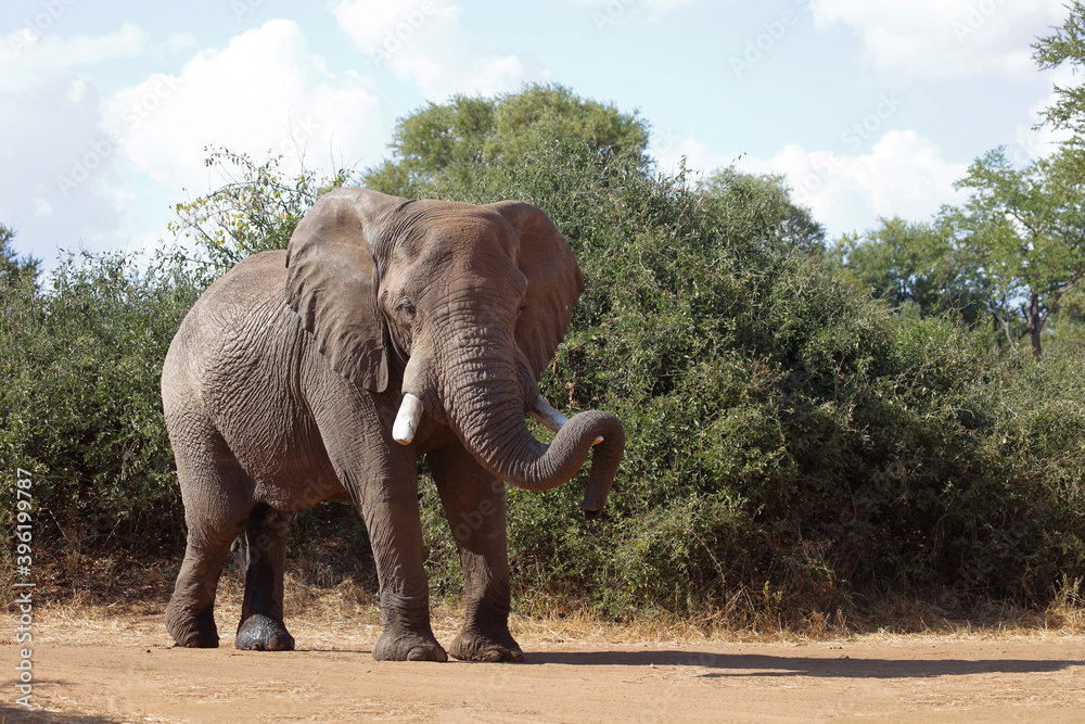 Obraz premium Afrikanischer Elefant / African elephant / Loxodonta africana