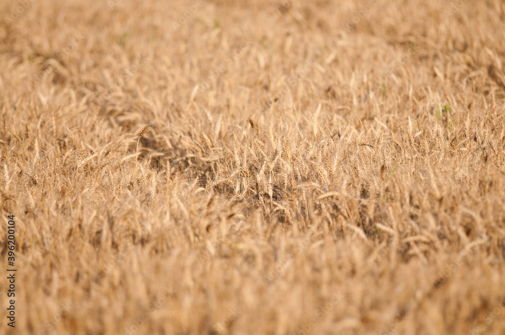 Fototapeta premium Golden wheat field, Tuscany, Italy