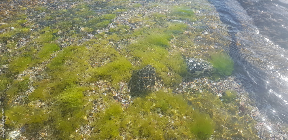 Underwater stone algae garden in the ocean
