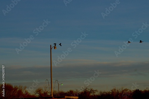 Boat-tailed Grackles and Canada geese flying at South East City Park, Canyon, Texas. photo