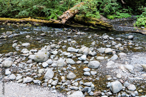 River in the forest in Olympic National Park, Washington, USA. photo