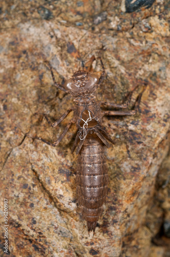 Фотография Exuviae of dragonfly (Odonata).