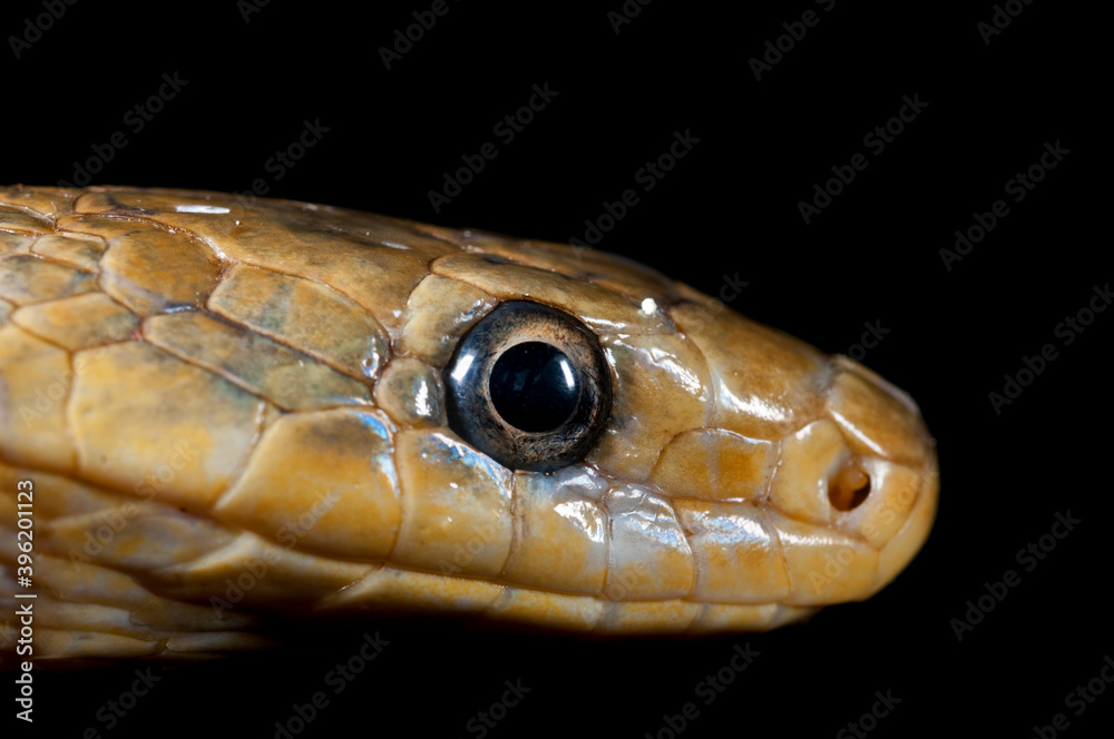 Aesculapian snake (Zamenis longissimus) portrait, Liguria, Italy. Aesculapian snake (Zamenis longissimus) portrait, Liguria, Italy.