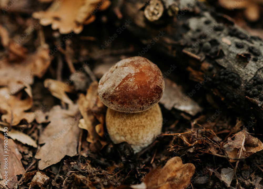 Small fungus in fallen leaves in autumn. Popular Boletus Edilus mushroom in natural forest habitat. Small fungus in fallen leaves in autumn. Popular Boletus Edilus mushroom in natural forest habitat.