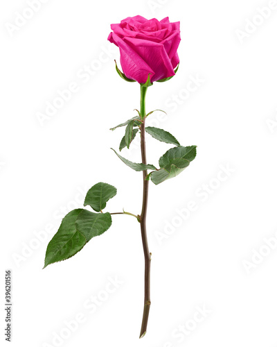 pink rose isolated on white background, clipping path, full depth of field