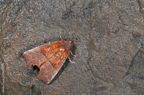 Herald (Scoliopteryx libatrix) in a cave, apennine mountains, Italy. photo