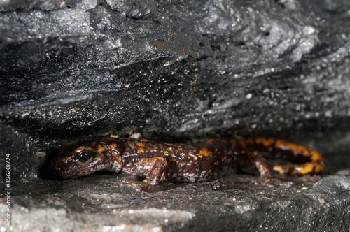 North-west italian cave salamander (Hydromantes strinatii) in a cave in the apennines, Italy.