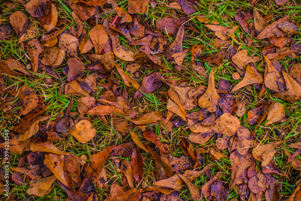 Fall foliage in green grass in the south Fall foliage in green grass in the south