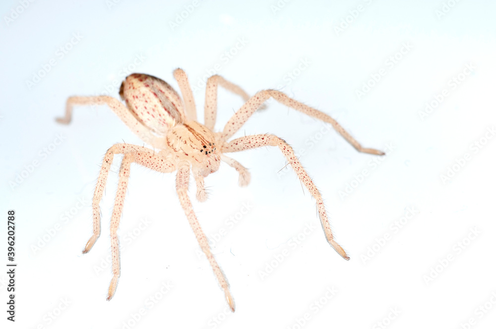 Green huntsman spider (Micrommata virescens) on white background.
Green huntsman spider (Micrommata virescens) on white background.