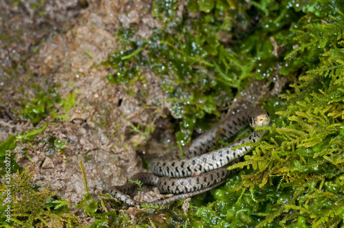 Grass snake (Natrix helvetica) juvenile near a cave in Appennine, Italy. 