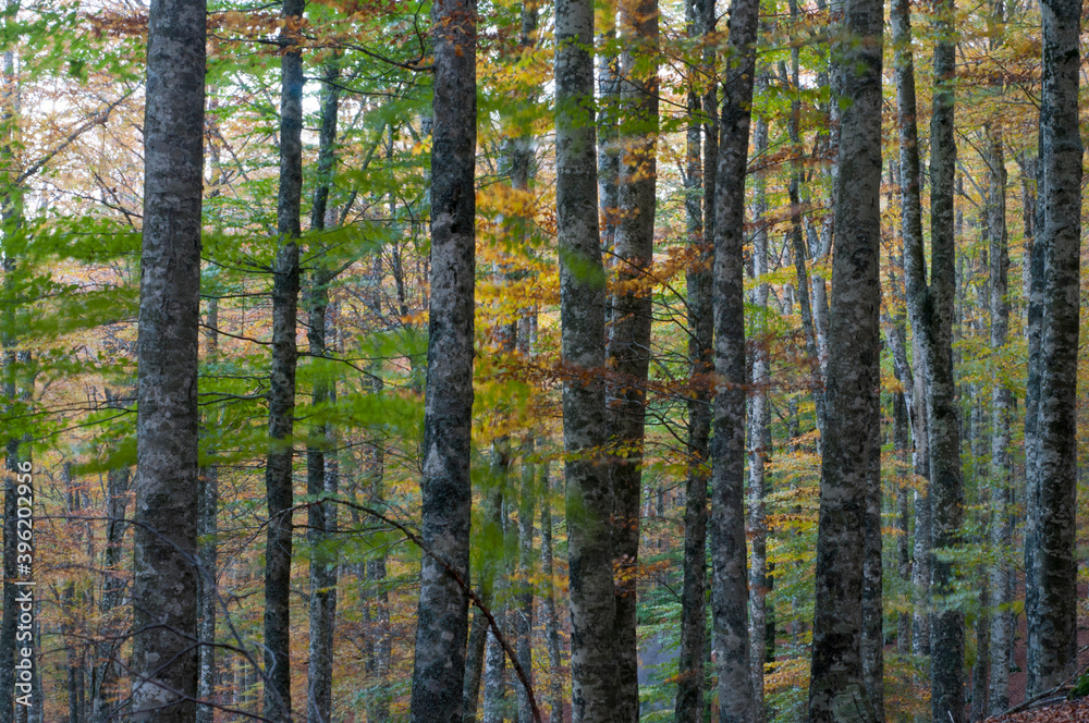 Beech forest (Fagus sylvatica) in Autumn at Monte Amiata, Tuscany, Italy.