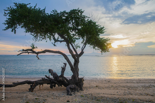 Tree on the beach at sunset